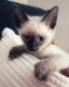 Siamese Cats for sale in Syracuse, NY, USA. price: $499