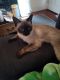 Siamese Cats for sale in Mineral Point, WI 53565, USA. price: $600