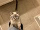 Siamese Cats for sale in Baltimore, MD, USA. price: $750