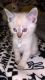 Siamese Cats for sale in Canton, OH, USA. price: $400