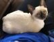 Siamese Cats for sale in ND-1804, Bismarck, ND, USA. price: $650