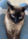 Siamese Cats for sale in 25118 Wright Ln, Plainfield, IL 60585, USA. price: NA