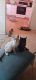Siamese Cats for sale in S 24th St, Phoenix, AZ, USA. price: $70