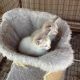 Siamese Cats for sale in Humboldt, AZ 86329, USA. price: $100