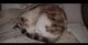 Siamese Cats for sale in Osceola, IA 50213, USA. price: NA
