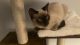 Siamese Cats for sale in Henrico, VA 23294, USA. price: $500