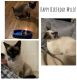Siamese Cats for sale in Tampa, FL, USA. price: $500