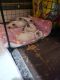 Siamese Cats for sale in Hartford, CT, USA. price: $700