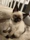Siamese Cats for sale in Frederick, MD, USA. price: $900