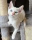 Siamese Cats for sale in Dallas, TX, USA. price: $350