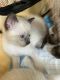 Siamese Cats for sale in MD-355, Frederick, MD, USA. price: NA