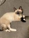Siamese Cats for sale in Rochester, NY, USA. price: $150