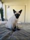 Siamese Cats for sale in Ontario, CA, USA. price: NA