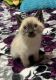 Siamese Cats for sale in Southeast Portland, Portland, OR, USA. price: $345
