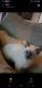 Siamese Cats for sale in Erie, PA, USA. price: NA