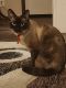 Siamese Cats for sale in 1920 Marion County Rd, Weirsdale, FL 32195, USA. price: $300