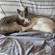 Siamese Cats for sale in Brookfield, CT 06804, USA. price: $300