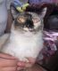 Siamese Cats for sale in Bakersfield, CA, USA. price: $10