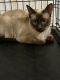 Siamese Cats for sale in Flint, MI, USA. price: $400
