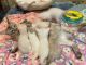 Siamese Cats for sale in 9703 Orange Terrace, Pico Rivera, CA 90660, USA. price: NA