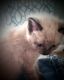 Siamese Cats for sale in D'Iberville, MS, USA. price: $200