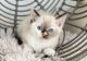Siamese Cats for sale in North Port, FL, USA. price: $950