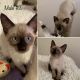 Siamese Cats for sale in Blacklick, OH 43004, USA. price: $550