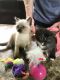 Siamese Cats for sale in Houston, TX, USA. price: $450