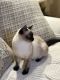 Siamese Cats for sale in Gloucester, MA, USA. price: $1,100