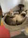 Siamese Cats for sale in South Attleboro, MA 02703, USA. price: NA