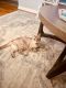 Siamese Cats for sale in Swartz Creek, MI, USA. price: $50