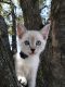 Siamese Cats for sale in Lancaster, PA, USA. price: NA