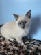 Siamese Cats for sale in Spokane, WA, USA. price: NA