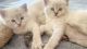 Siamese Cats for sale in Laingsburg, MI 48848, USA. price: $600