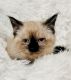 Siamese Cats for sale in Lancaster, PA, USA. price: NA