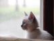 Siamese Cats for sale in Oshkosh, WI, USA. price: NA