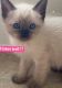Siamese Cats for sale in Deptford, NJ, USA. price: $850