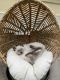 Siamese Cats for sale in Federal Way, WA 98003, USA. price: $250