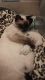 Siamese Cats for sale in Lithonia, GA 30058, USA. price: $600