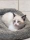Siamese Cats for sale in Almont, MI 48003, USA. price: $400