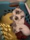 Siamese Cats for sale in Cherry Hill, NJ, USA. price: $650
