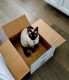Siamese Cats for sale in Los Angeles, CA, USA. price: $600