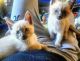Siamese Cats for sale in New York, NY 10034, USA. price: $1,400