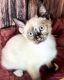 Siamese Cats for sale in Rockford, IL, USA. price: $490