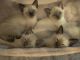 Siamese Cats for sale in Croydon, PA 19021, USA. price: $600
