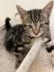 Siamese Cats for sale in Boca Raton, FL, USA. price: NA