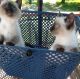 Siamese Cats for sale in West Plains, MO 65775, USA. price: $600
