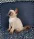 Siamese Cats for sale in West Plains, MO 65775, USA. price: NA