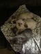 Siamese Cats for sale in Cleveland, TN, USA. price: NA