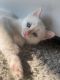 Siamese Cats for sale in Buffalo, NY, USA. price: $800